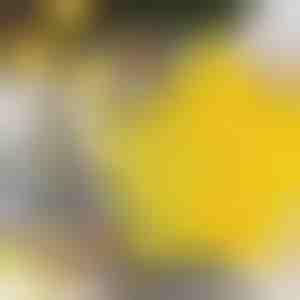 Stervormige koekvormpjes (6st) | STARCUTS