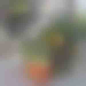 Koelkast organizer box | FRESHDISH