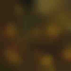 Kerstboomverlichting | IZIGLOW