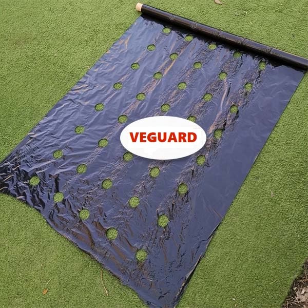 VEGUARD13200__de112c16