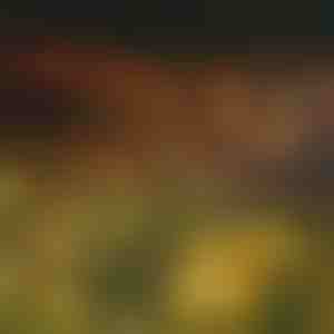 Solar tuinverlichting (warm licht) | SOMPEX